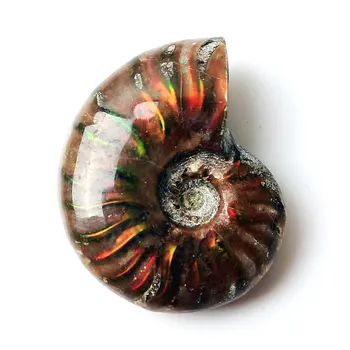 1db Ritka Vörös Fény Ammonite Fosszilis Shell Színes Fosszilis shell Gyűjtemény Ásványi Példány