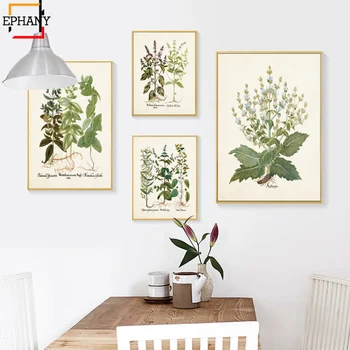 Antik Gyógynövények Nyomtatás Botanikus Wall Art lakberendezés Konyha Giclee Plakátok Vászon Festmény Zöld Növény Ebédlő Dekoráció